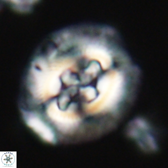Cruciplacolithus tenuis 21707