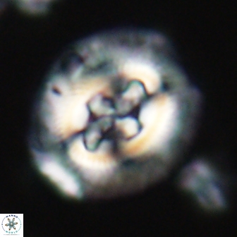 Cruciplacolithus tenuis 21708