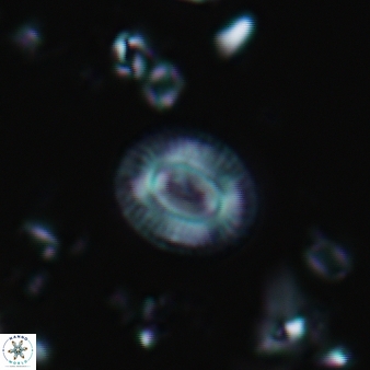Cryptococcolithus mediaperforatus 389