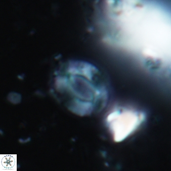 Cryptococcolithus mediaperforatus 642