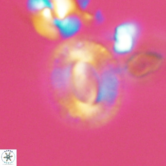 Cryptococcolithus mediaperforatus VR 09678