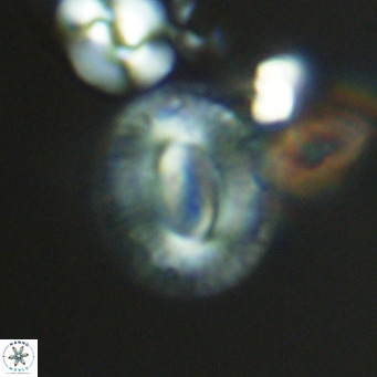 Cryptococcolithus mediaperforatus VR 09679