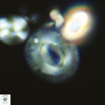 Cryptococcolithus mediaperforatus VR 09680