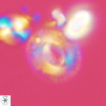 Cryptococcolithus mediaperforatus VR 09681