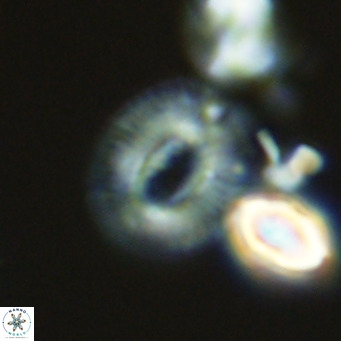 Cryptococcolithus mediaperforatus VR 09683