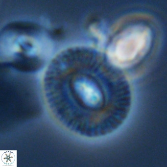 Cryptococcolithus mediaperforatus VR 09690