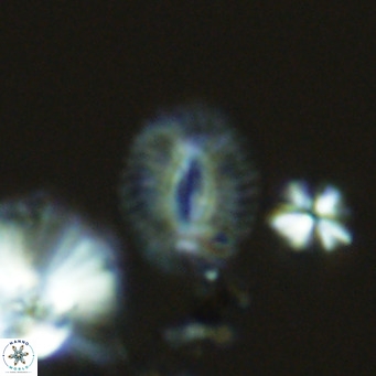 Cryptococcolithus mediaperforatus VR 09170