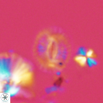 Cryptococcolithus mediaperforatus VR 09171