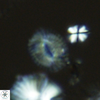 Cryptococcolithus mediaperforatus VR 09172