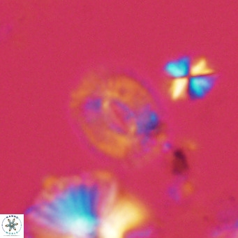 Cryptococcolithus mediaperforatus VR 09173