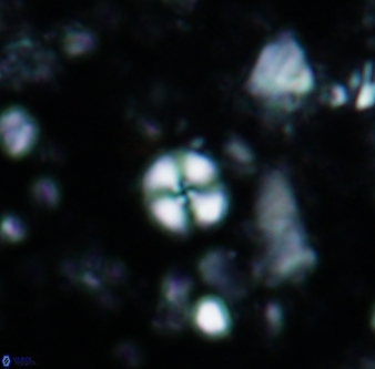 Cyclagelosphaera margerelii 1307