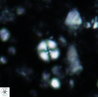 Cyclagelosphaera margerelii 1307