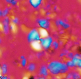 Cyclagelosphaera margerelii 1314