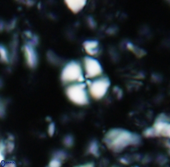 Cyclagelosphaera margerelii 1315