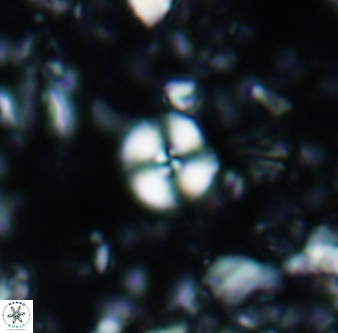 Cyclagelosphaera margerelii 1315