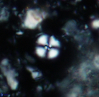 Cyclagelosphaera margerelii 1316
