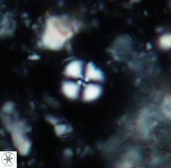 Cyclagelosphaera margerelii 1316