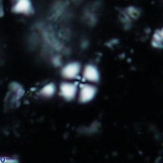 Cyclagelosphaera margerelii 1336