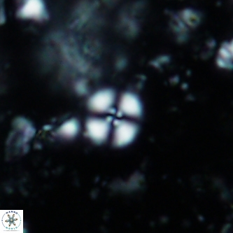 Cyclagelosphaera margerelii 1336