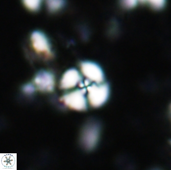 Cyclagelosphaera margerelii 1608