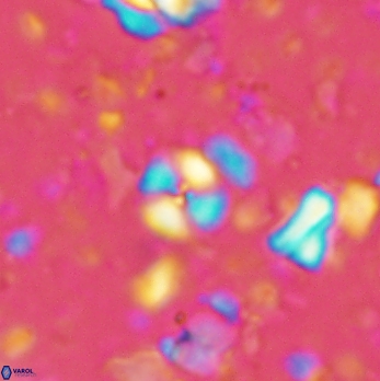 Cyclagelosphaera margerelii 2065
