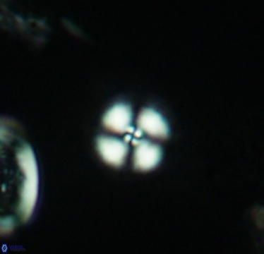Cyclagelosphaera margerelii 2950