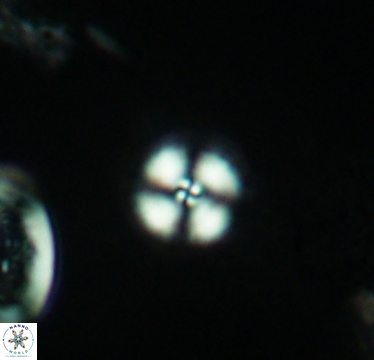Cyclagelosphaera margerelii 2950
