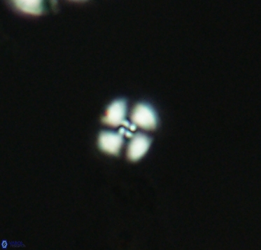 Cyclagelosphaera margerelii 2916