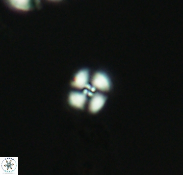 Cyclagelosphaera margerelii 2916