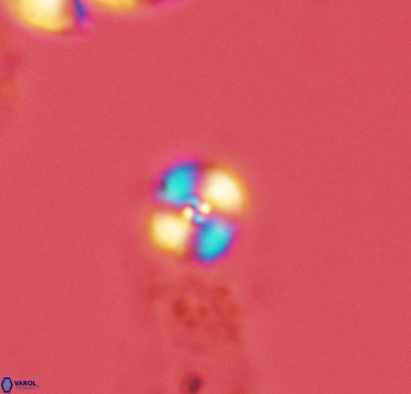 Cyclagelosphaera margerelii 2917