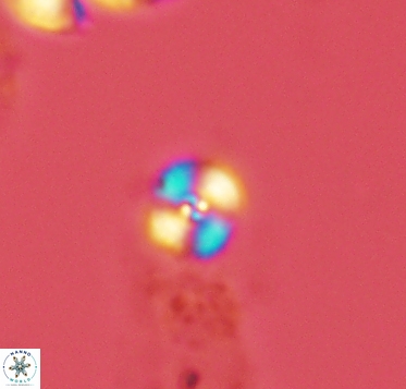 Cyclagelosphaera margerelii 2917