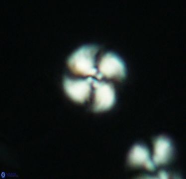 Cyclagelosphaera margerelii 2938