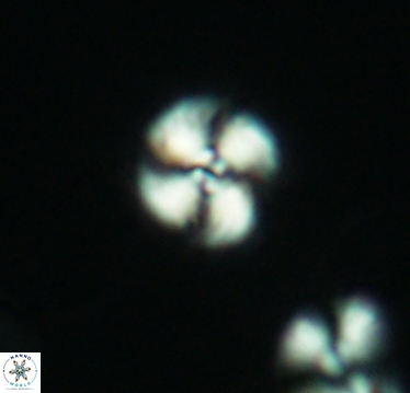Cyclagelosphaera margerelii 2938