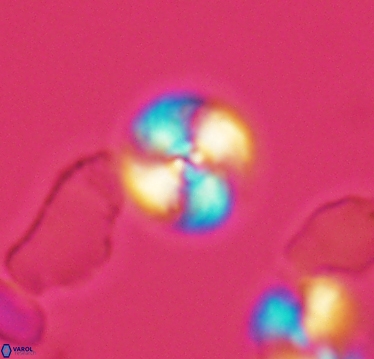 Cyclagelosphaera margerelii 2939