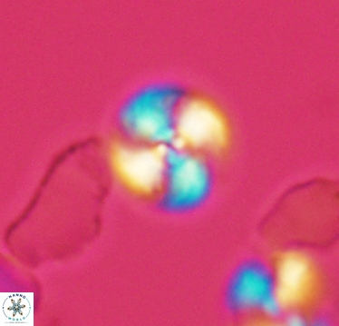 Cyclagelosphaera margerelii 2939