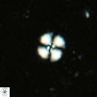 Cyclagelosphaera margerellii VR 12905