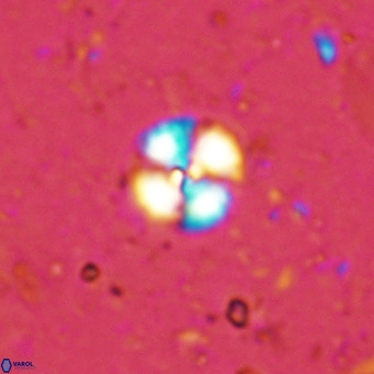 Cyclagelosphaera margerellii VR 12906