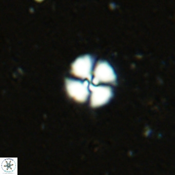 Cyclagelosphaera margerellii VR 12907