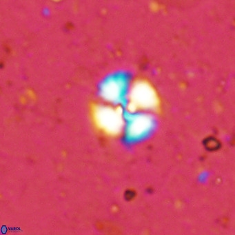 Cyclagelosphaera margerellii VR 12908