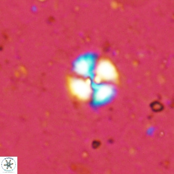 Cyclagelosphaera margerellii VR 12908