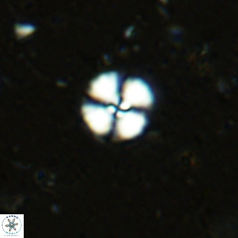 Cyclagelosphaera margerellii VR 12909