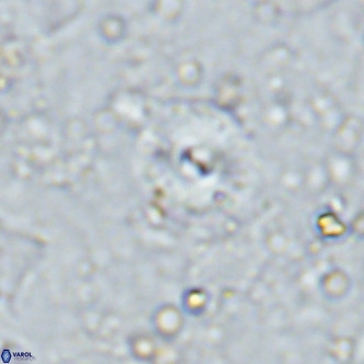 Cyclagelosphaera margerellii VR 12914