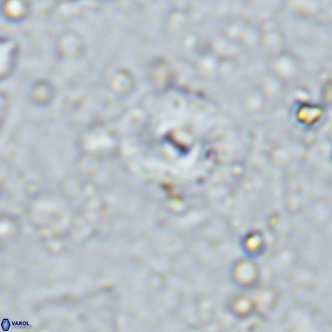 Cyclagelosphaera margerellii VR 12915