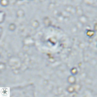 Cyclagelosphaera margerellii VR 12915