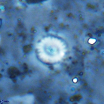 Cyclagelosphaera margerellii VR 12916
