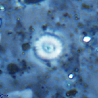 Cyclagelosphaera margerellii VR 12917