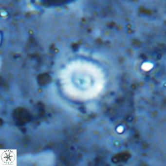 Cyclagelosphaera margerellii VR 12917