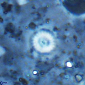 Cyclagelosphaera margerellii VR 12918