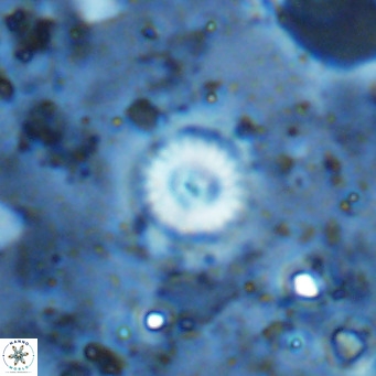 Cyclagelosphaera margerellii VR 12918