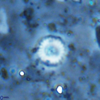 Cyclagelosphaera margerellii VR 12919